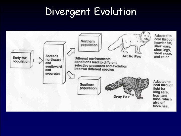 Divergent Evolution 