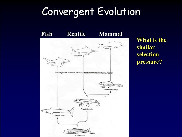 Convergent Evolution Fish Reptile Mammal What is the similar selection pressure? 