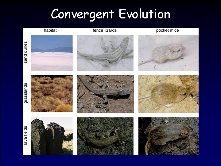 Convergent Evolution 