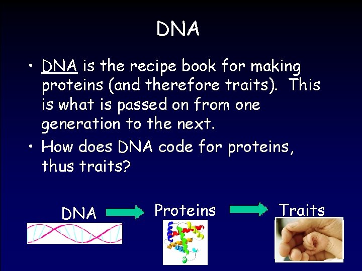 DNA • DNA is the recipe book for making proteins (and therefore traits). This