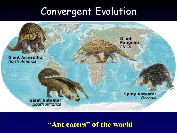 Convergent Evolution “Ant eaters” of the world 