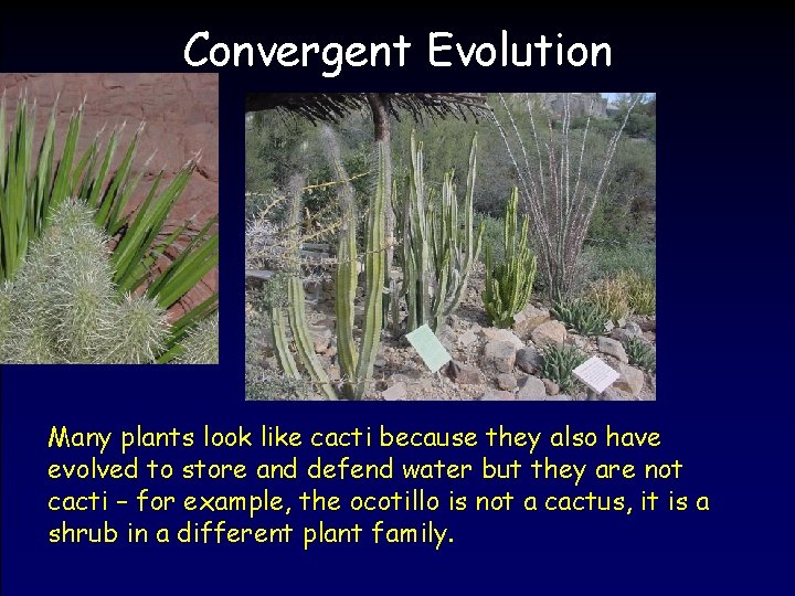 Convergent Evolution Many plants look like cacti because they also have evolved to store