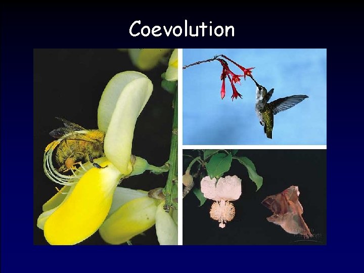 Coevolution 