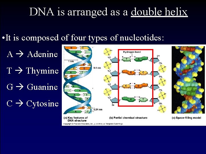 DNA is arranged as a double helix • It is composed of four types