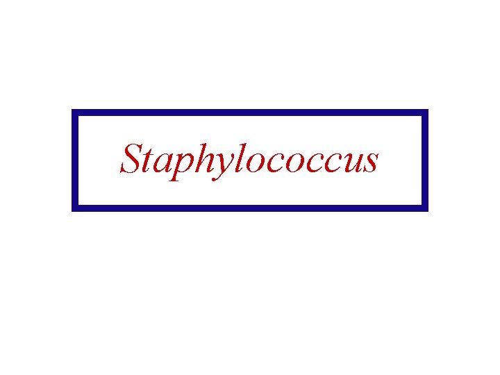 Staphylococcus 