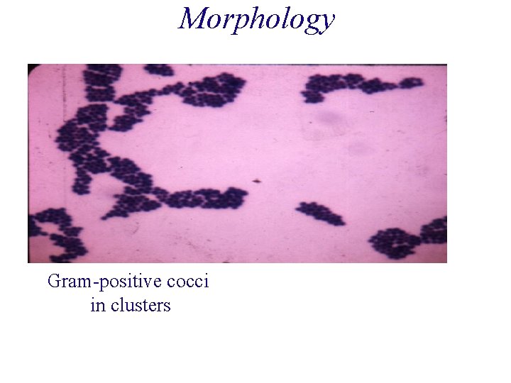 Morphology Gram-positive cocci in clusters 