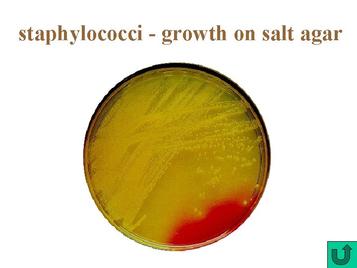 staphylococci - growth on salt agar 