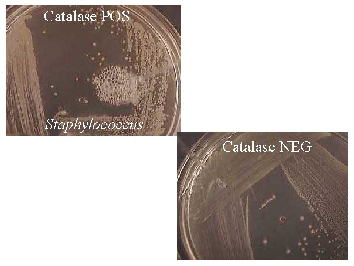 Catalase POS Staphylococcus Catalase NEG 