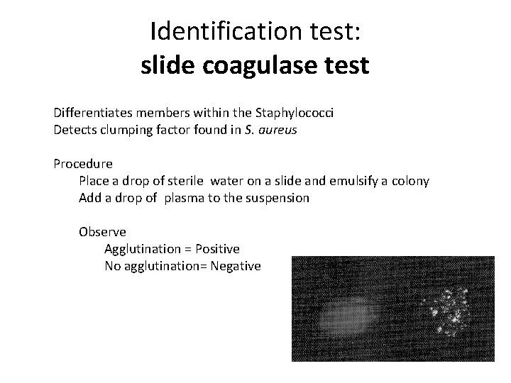 Identification test: slide coagulase test Differentiates members within the Staphylococci Detects clumping factor found