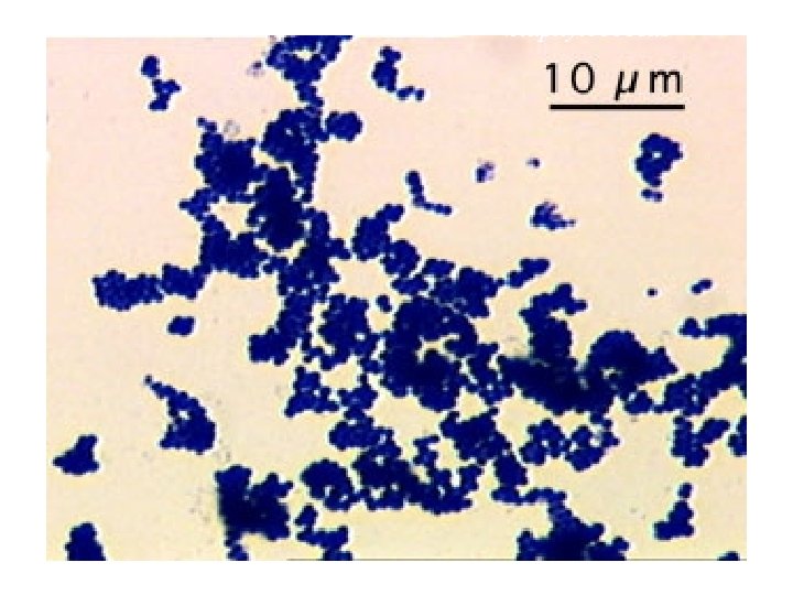 Staphylococcus 