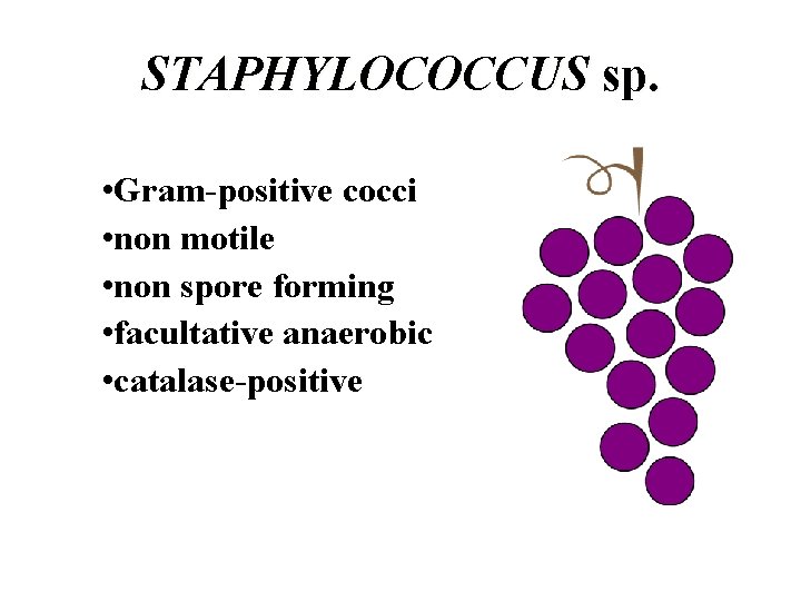 STAPHYLOCOCCUS sp. • Gram-positive cocci • non motile • non spore forming • facultative