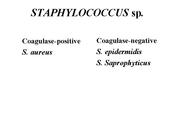 STAPHYLOCOCCUS sp. Coagulase-positive Coagulase-negative S. aureus S. epidermidis S. Saprophyticus 