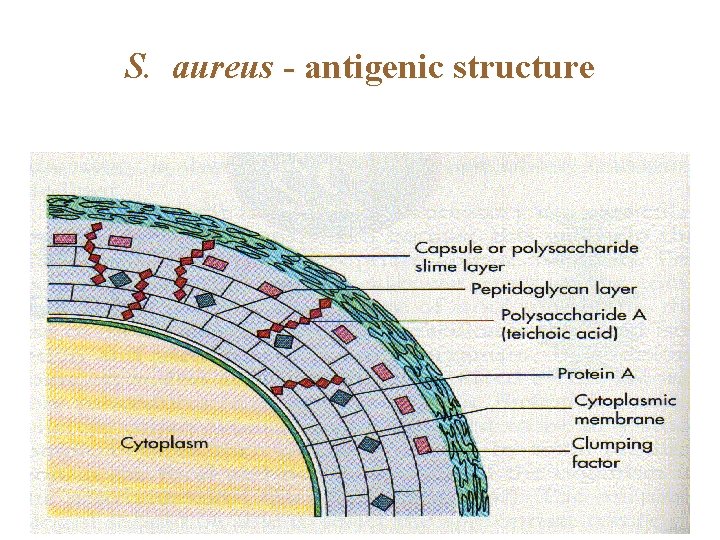 S. aureus - antigenic structure 