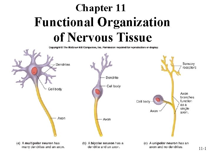 Chapter 11 Functional Organization of Nervous Tissue 11 -1 Chapter 11 Functional Organization of Nervous Tissue 11 -1