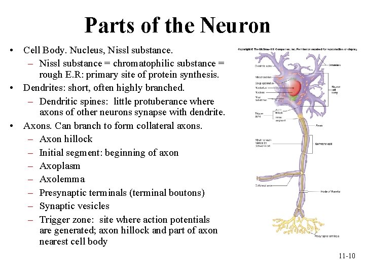 Parts of the Neuron • Cell Body. Nucleus, Nissl substance. – Nissl substance = Parts of the Neuron • Cell Body. Nucleus, Nissl substance. – Nissl substance =