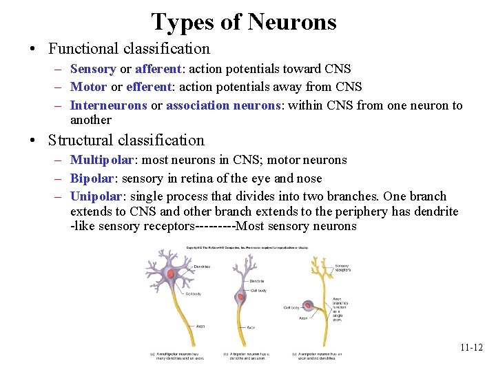 Types of Neurons • Functional classification – Sensory or afferent: action potentials toward CNS Types of Neurons • Functional classification – Sensory or afferent: action potentials toward CNS