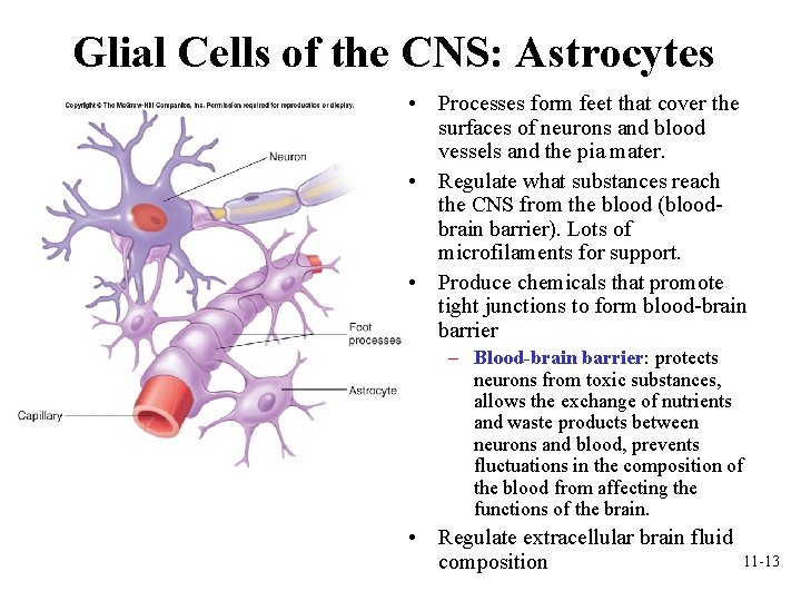 Glial Cells of the CNS: Astrocytes • Processes form feet that cover the surfaces Glial Cells of the CNS: Astrocytes • Processes form feet that cover the surfaces