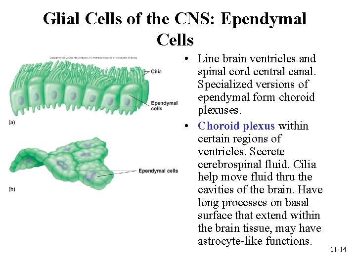 Glial Cells of the CNS: Ependymal Cells • Line brain ventricles and spinal cord Glial Cells of the CNS: Ependymal Cells • Line brain ventricles and spinal cord