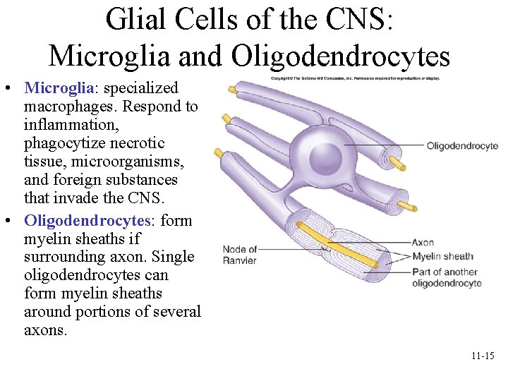 Glial Cells of the CNS: Microglia and Oligodendrocytes • Microglia: specialized macrophages. Respond to Glial Cells of the CNS: Microglia and Oligodendrocytes • Microglia: specialized macrophages. Respond to