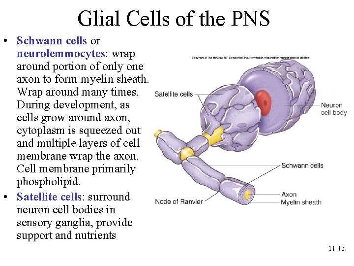 Glial Cells of the PNS • Schwann cells or neurolemmocytes: wrap around portion of Glial Cells of the PNS • Schwann cells or neurolemmocytes: wrap around portion of