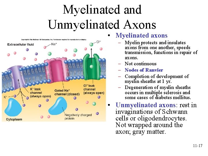 Myelinated and Unmyelinated Axons • Myelinated axons – Myelin protects and insulates axons from Myelinated and Unmyelinated Axons • Myelinated axons – Myelin protects and insulates axons from