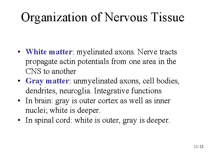Organization of Nervous Tissue • White matter: myelinated axons. Nerve tracts propagate actin potentials Organization of Nervous Tissue • White matter: myelinated axons. Nerve tracts propagate actin potentials