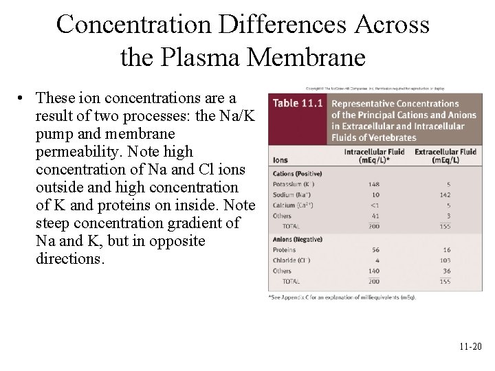 Concentration Differences Across the Plasma Membrane • These ion concentrations are a result of Concentration Differences Across the Plasma Membrane • These ion concentrations are a result of