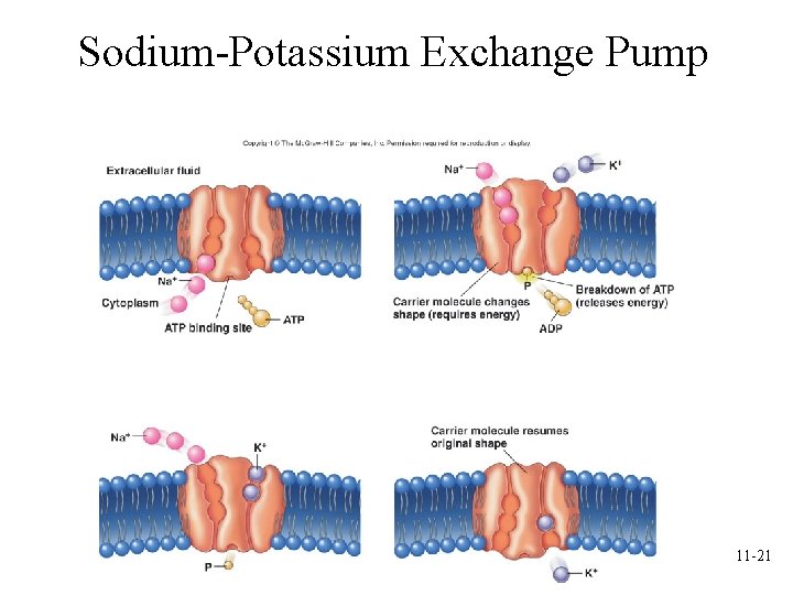 Sodium-Potassium Exchange Pump 11 -21 Sodium-Potassium Exchange Pump 11 -21
