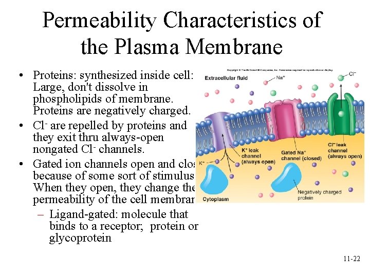 Permeability Characteristics of the Plasma Membrane • Proteins: synthesized inside cell: Large, don't dissolve Permeability Characteristics of the Plasma Membrane • Proteins: synthesized inside cell: Large, don't dissolve