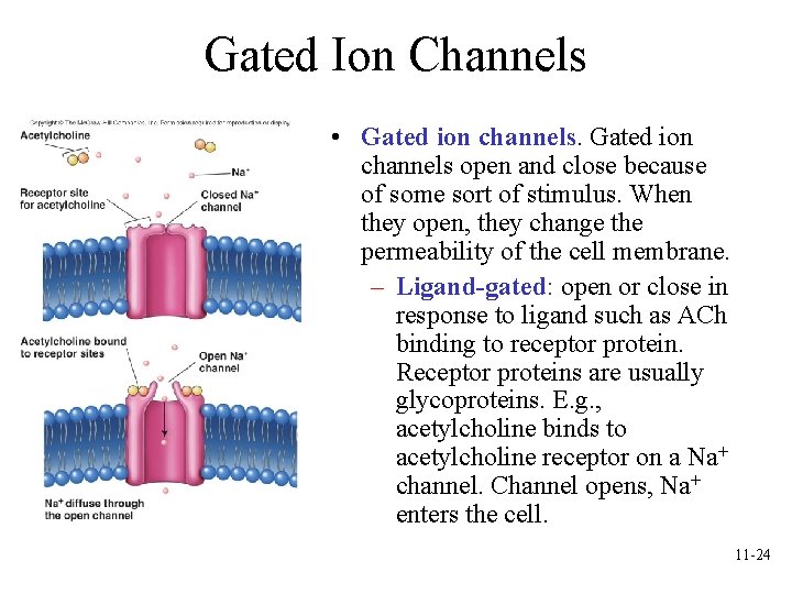 Gated Ion Channels • Gated ion channels open and close because of some sort Gated Ion Channels • Gated ion channels open and close because of some sort