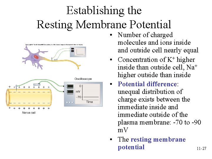 Establishing the Resting Membrane Potential • Number of charged molecules and ions inside and Establishing the Resting Membrane Potential • Number of charged molecules and ions inside and