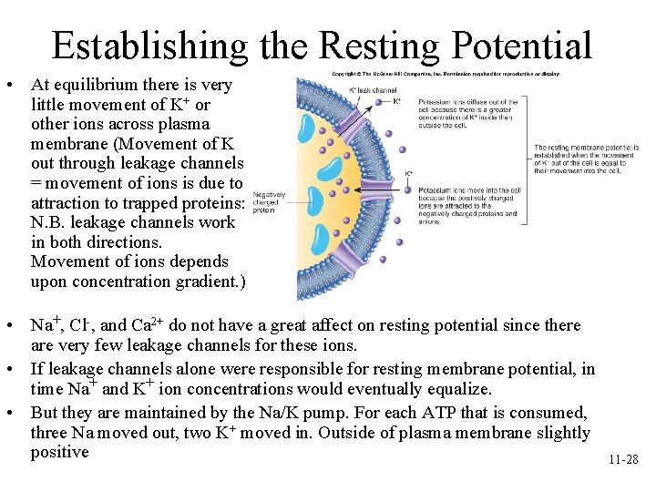 Establishing the Resting Potential • At equilibrium there is very little movement of K+ Establishing the Resting Potential • At equilibrium there is very little movement of K+