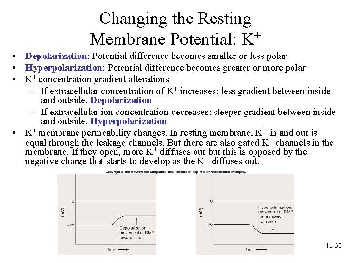 Changing the Resting Membrane Potential: K+ • Depolarization: Potential difference becomes smaller or less Changing the Resting Membrane Potential: K+ • Depolarization: Potential difference becomes smaller or less