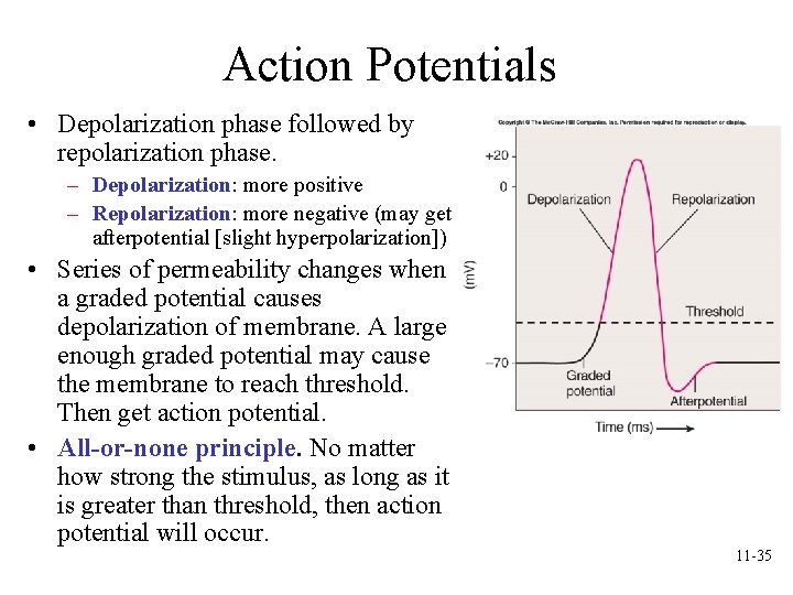 Action Potentials • Depolarization phase followed by repolarization phase. – Depolarization: more positive – Action Potentials • Depolarization phase followed by repolarization phase. – Depolarization: more positive –