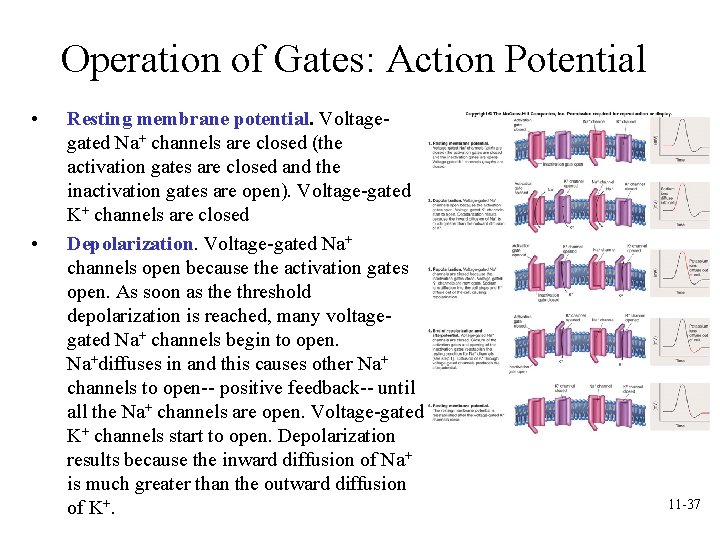 Operation of Gates: Action Potential • • Resting membrane potential. Voltagegated Na+ channels are Operation of Gates: Action Potential • • Resting membrane potential. Voltagegated Na+ channels are