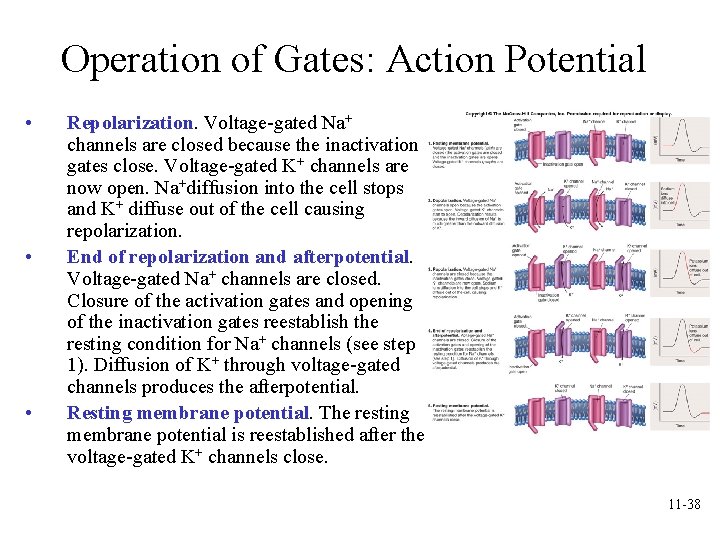 Operation of Gates: Action Potential • • • Repolarization. Voltage-gated Na+ channels are closed Operation of Gates: Action Potential • • • Repolarization. Voltage-gated Na+ channels are closed