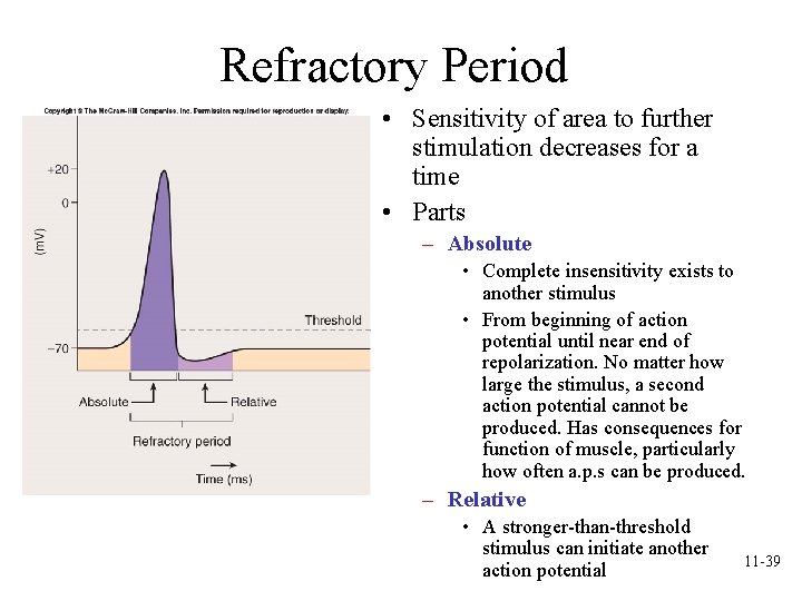 Refractory Period • Sensitivity of area to further stimulation decreases for a time • Refractory Period • Sensitivity of area to further stimulation decreases for a time •