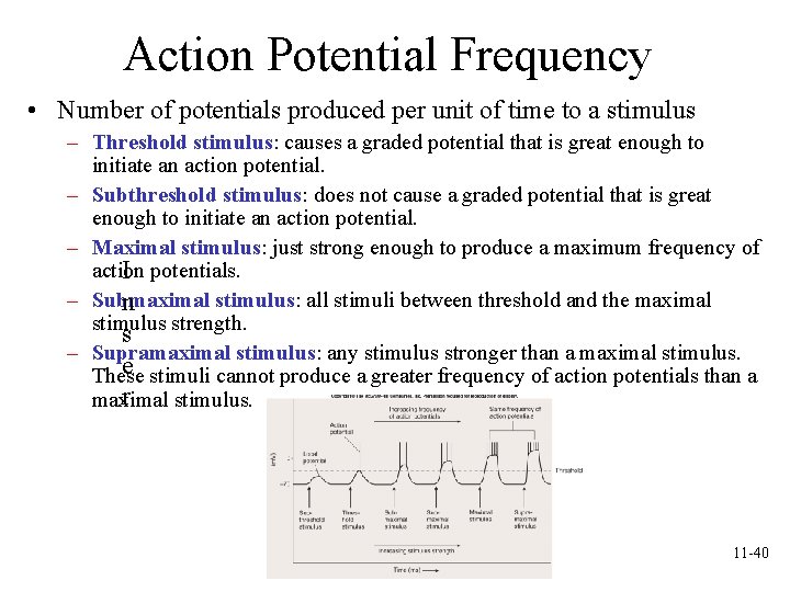 Action Potential Frequency • Number of potentials produced per unit of time to a Action Potential Frequency • Number of potentials produced per unit of time to a