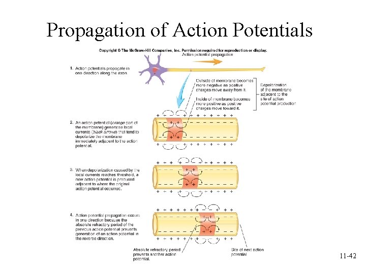 Propagation of Action Potentials 11 -42 Propagation of Action Potentials 11 -42