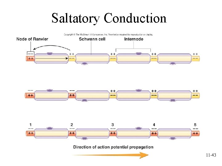 Saltatory Conduction 11 -43 Saltatory Conduction 11 -43