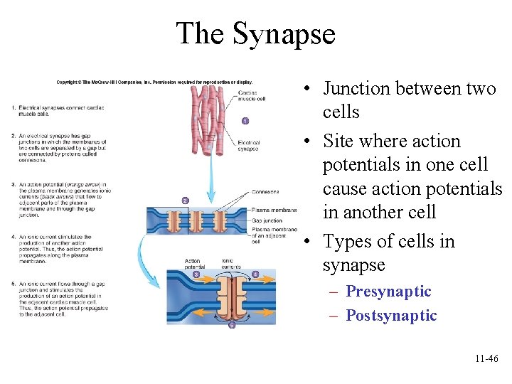 The Synapse • Junction between two cells • Site where action potentials in one The Synapse • Junction between two cells • Site where action potentials in one