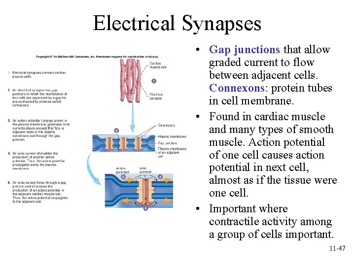 Electrical Synapses • Gap junctions that allow graded current to flow between adjacent cells. Electrical Synapses • Gap junctions that allow graded current to flow between adjacent cells.