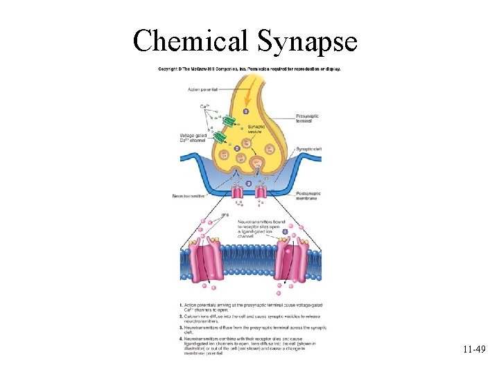 Chemical Synapse 11 -49 Chemical Synapse 11 -49