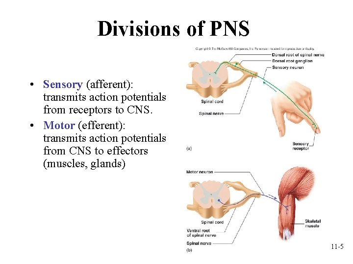 Divisions of PNS • Sensory (afferent): transmits action potentials from receptors to CNS. • Divisions of PNS • Sensory (afferent): transmits action potentials from receptors to CNS. •