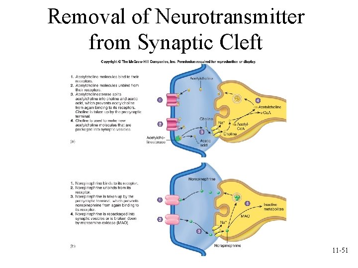 Removal of Neurotransmitter from Synaptic Cleft 11 -51 Removal of Neurotransmitter from Synaptic Cleft 11 -51