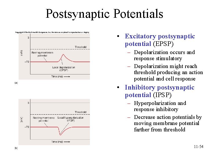 Postsynaptic Potentials • Excitatory postsynaptic potential (EPSP) – Depolarization occurs and response stimulatory – Postsynaptic Potentials • Excitatory postsynaptic potential (EPSP) – Depolarization occurs and response stimulatory –