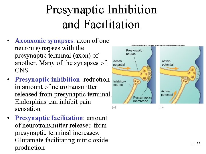 Presynaptic Inhibition and Facilitation • Axoaxonic synapses: axon of one neuron synapses with the Presynaptic Inhibition and Facilitation • Axoaxonic synapses: axon of one neuron synapses with the