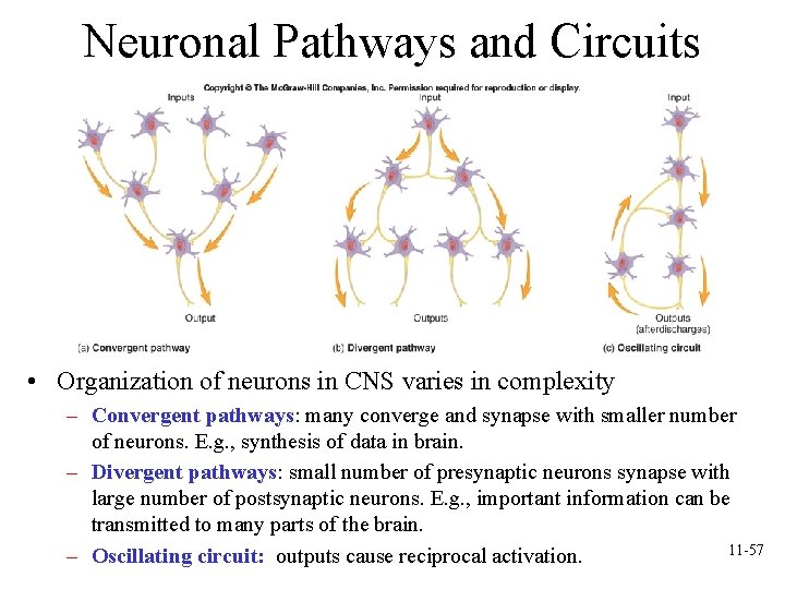 Neuronal Pathways and Circuits • Organization of neurons in CNS varies in complexity – Neuronal Pathways and Circuits • Organization of neurons in CNS varies in complexity –