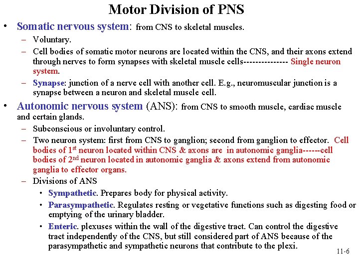 Motor Division of PNS • Somatic nervous system: from CNS to skeletal muscles. – Motor Division of PNS • Somatic nervous system: from CNS to skeletal muscles. –