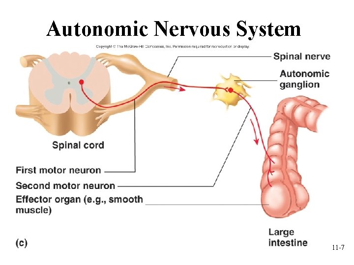 Autonomic Nervous System 11 -7 Autonomic Nervous System 11 -7